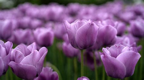 Purple Tulips Wallpaper Background