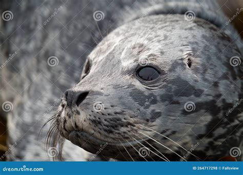 A Harbor Seal Baby Resting at Seaside Algae Bush. Stock Photo - Image of hemisphere, true: 264717298