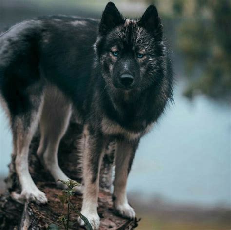 Wolf Dog Hybrid | Hybrid dogs, Wolf dog, Wolfdog hybrid