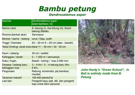 Bambu petung | Victor Brias | Bambu Nusa Verde