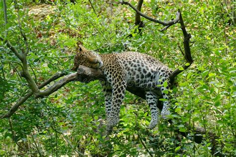 Leopard sleeping in a tree stock image. Image of head - 236175909