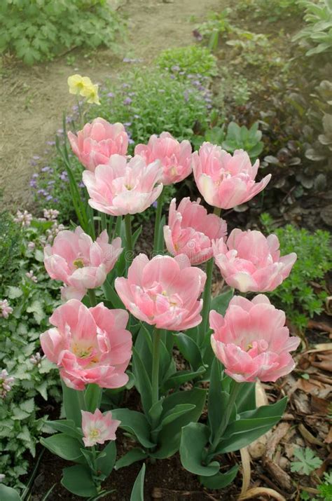 Pink peony tulip in garden stock image. Image of floral - 139496841