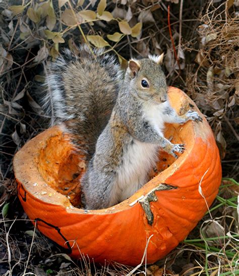 Squirrel in a Pumpkin | Cute squirrel, Squirrel, Cute animals