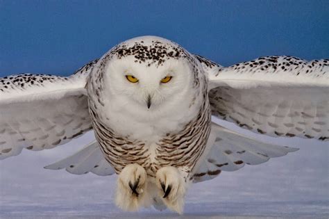 🔥 [130+] Snowy Owl Wallpapers | WallpaperSafari