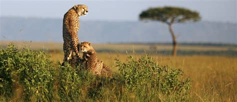 The future of Africa’s wildlife is in African hands | World Economic Forum