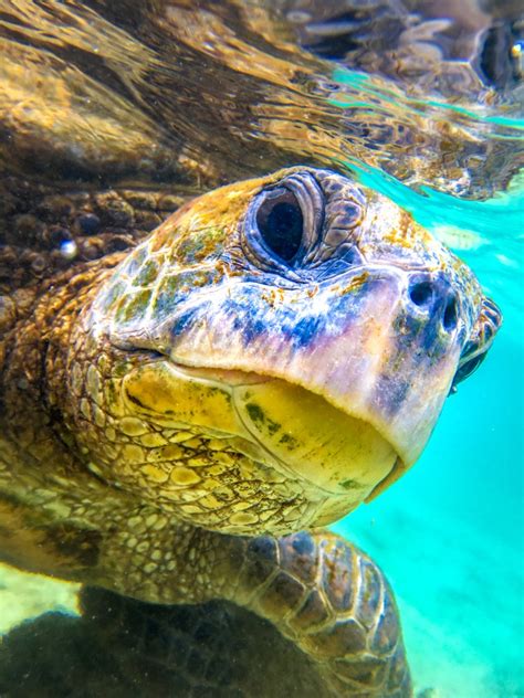 Photo of the Week | Hawaiian Green Sea Turtle Close-up - Zachary Kenney