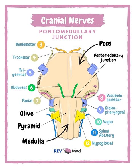 Trigeminal V Cranial Nerves Cranial Nerves Nerve Anatomy Brain