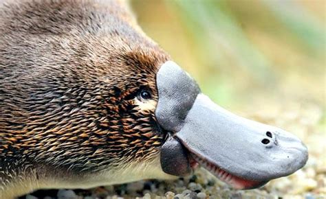 Platypus – "OCEAN TREASURES" Memorial Library