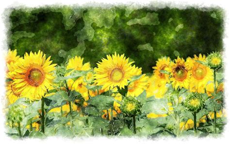 Sunflower Watercolor Wallpapers - Top Free Sunflower Watercolor ...