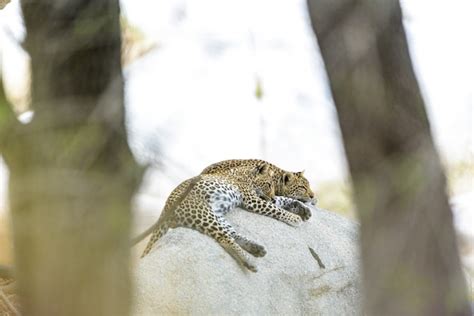 Sleeping Leopard Images | Free Vectors, Stock Photos & PSD