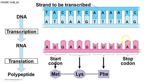 transcription and translation tool – transcription and translation for ...