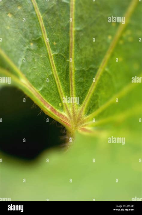 Leaf veins, extreme close-up Stock Photo - Alamy