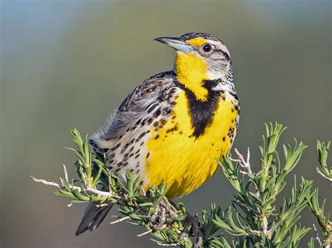 Birds of The World: Meadowlarks (Icteridae)