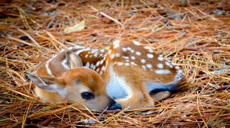 Kind Lady Saves a Baby Deer Sleeping Under a Tire By Leaving Note