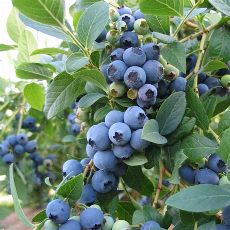 Blueberry Plant - Sunshine Blue (Potted) - Fruit Plants | Rocket Gardens