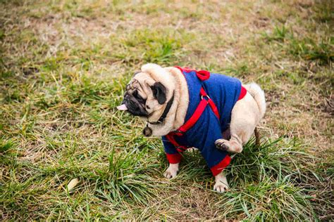 Are Pugs Easy To Train