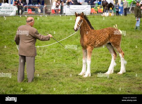 Shire Horse Foal