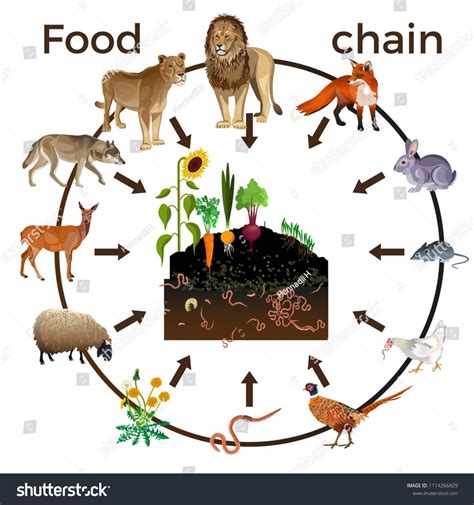 Food chain animals. Vector illustration isolated on white backgroundanimals#Vector#Food#chain ...