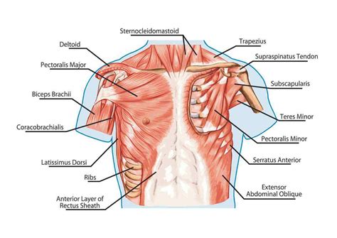 Upper Chest Muscle Anatomy