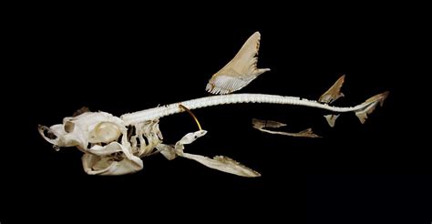 Skulls, bones and fish soup: Smooth-hound shark skeleton