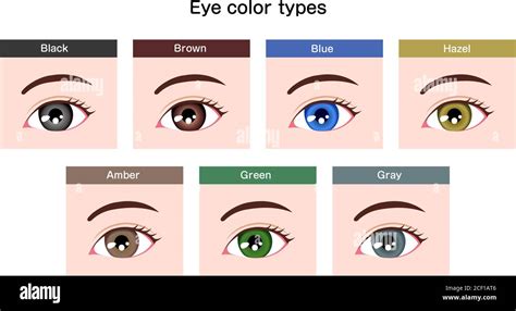 Human pupil eyeball variations / eye color types illustration Stock ...