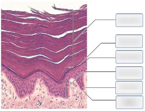 The Structure of the Epidermis Diagram | Quizlet