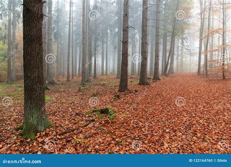 Beech forest in autumn stock photo. Image of hiking - 122164760