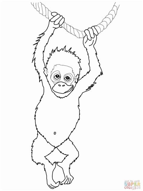 Orangutan Coloring Pages - Coloring Home