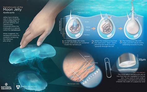 How Do Box Jellyfish Stings Work at Michelle Diaz blog