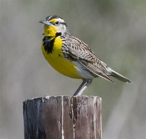 Kansas State Bird | Western Meadowlark