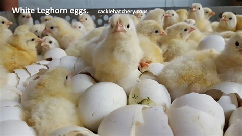 White Leghorn Fertile Hatching Eggs for Sale - Fresh/Fertile Eggs | Cackle Hatchery®