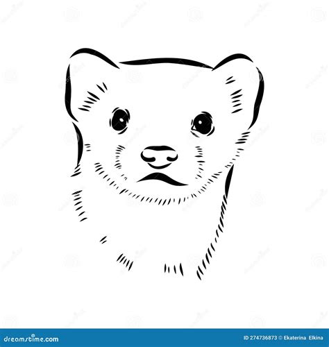 Drawing of Ferret, Vector Illustration Isolated on White. Mink Animal ...