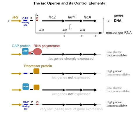 Operon - Definition, Structure and Function | Biology Dictionary