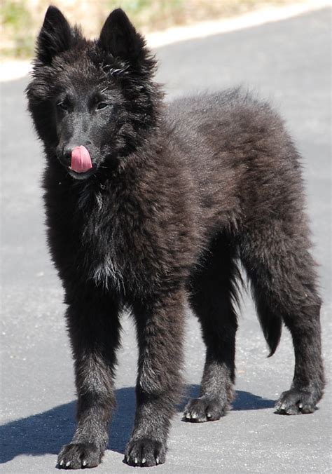 Groenendael – Black Belgian Shepherd | Sheep dog puppy, Dog breeds, Dog armor