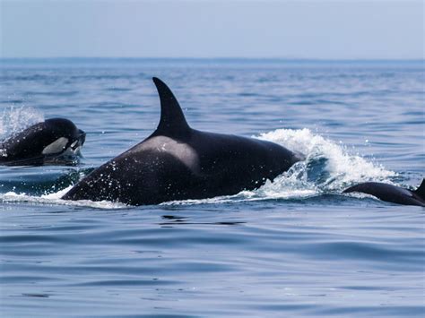 Scientists baffled by orcas ramming sailing boats Portugal - The Portugal News