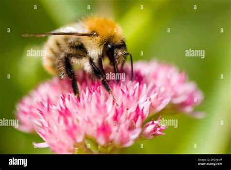 honey bee, pollination, honey bees, pollinations Stock Photo - Alamy