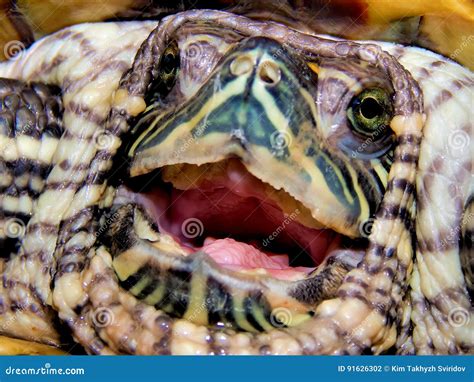 Sea turtle close-up stock photo. Image of reptile, animal - 91626302