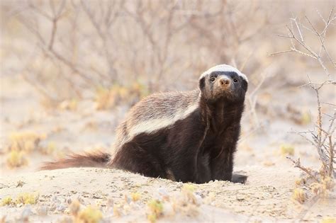 Honey Badger Facts (Mellivora capensis)