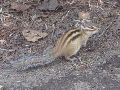 Siberian Chipmunk Habitat, Behavior, Diet, Facts, and Pictures