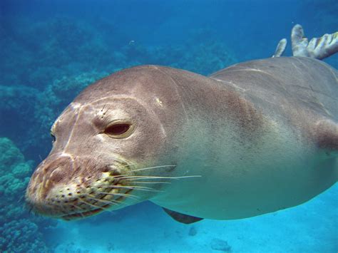 Hawaiian Monk Seal Facts: Habitat, Diet, Conservation, & More