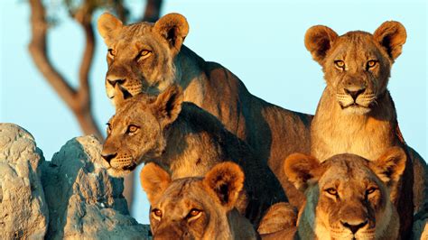 5 Day Tanzania Wildlife Safari Family Tour (Serengeti and Ngorongoro)