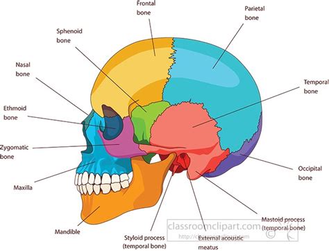 Human Skull Anatomy Labeled - Draw-weiner