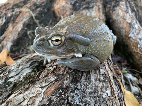 Colorado River Toads for sale | Snakes at Sunset