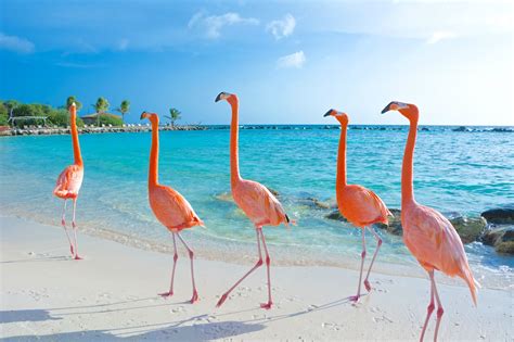 Flamingo Beach Aruba | How to Get There, Where to Stay