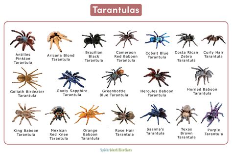 Top 20 Largest Spider Species Explained | arnoticias.tv