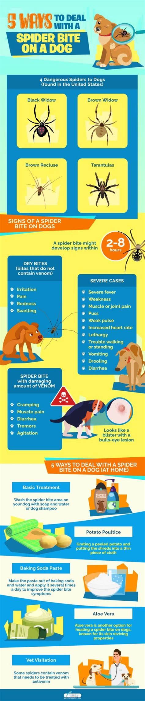 5 Ways to Deal With a Spider Bite on a Dog – Top Dog Tips