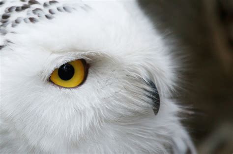 CUTE WILDLIFE: The Snowy Owl