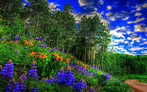 Spring Forest Desktop Wallpapers - Top Free Spring Forest Desktop Backgrounds - WallpaperAccess