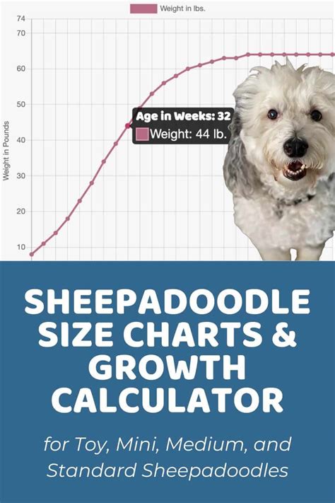 Miniature Poodle Size Chart Offers | www.deborahsilvermusic.com