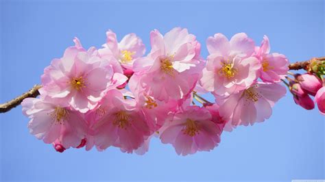 Japanese Cherry Blossom Wallpaper (71+ images)